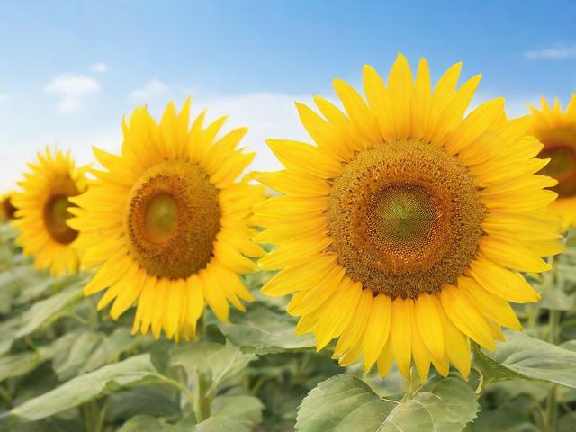 向日葵远程控制如何有效防护传奇私服入侵 - 5重安全加固方案